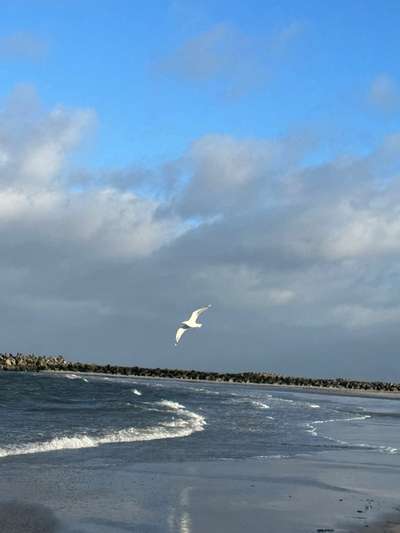 Rhodesian Ridgeback-Beitrag-Bild