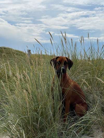 Rhodesian Ridgeback-Beitrag-Bild