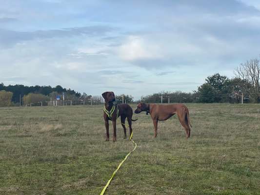 Rhodesian Ridgeback-Beitrag-Bild