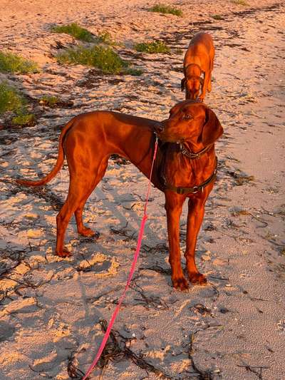 Rhodesian Ridgeback-Beitrag-Bild