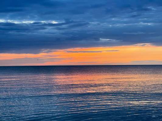 Rhodesian Ridgeback-Beitrag-Bild