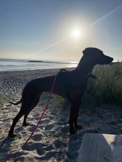 Rhodesian Ridgeback-Beitrag-Bild