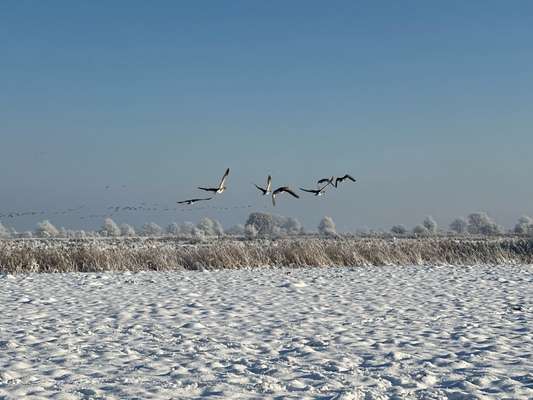 Rhodesian Ridgeback-Beitrag-Bild