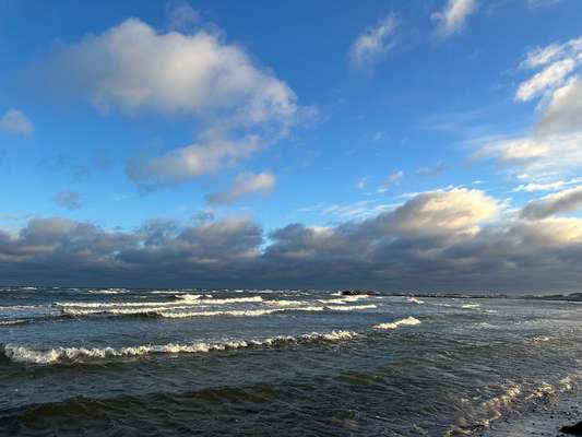 Rhodesian Ridgeback-Beitrag-Bild