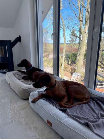 Rhodesian Ridgeback-Beitrag-Bild