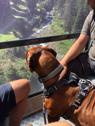 Rhodesian Ridgeback-Beitrag-Bild