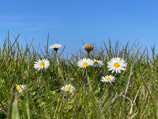 Rhodesian Ridgeback-Beitrag-Bild