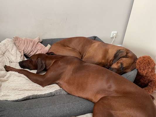 Rhodesian Ridgeback-Beitrag-Bild