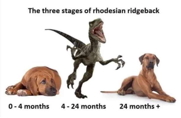 Rhodesian Ridgeback-Beitrag-Bild