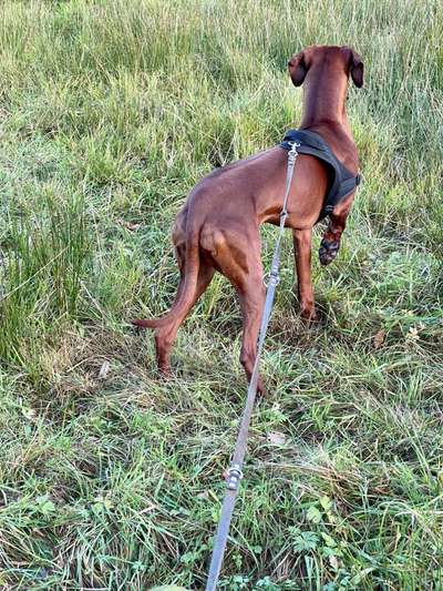 Rhodesian Ridgeback-Beitrag-Bild