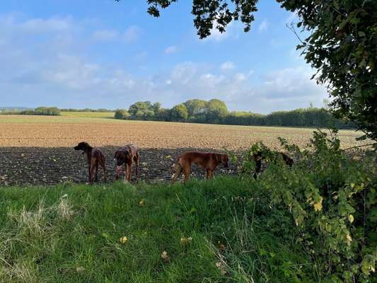 Rhodesian Ridgeback-Beitrag-Bild