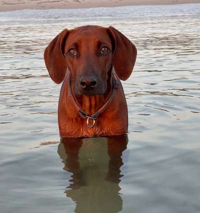 Rhodesian Ridgeback-Beitrag-Bild