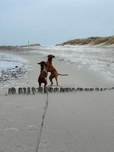 Rhodesian Ridgeback-Beitrag-Bild