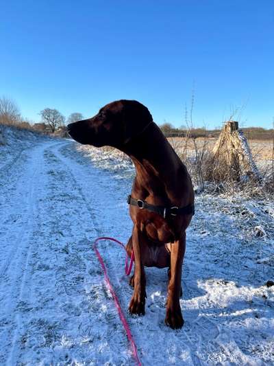 Rhodesian Ridgeback-Beitrag-Bild