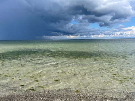 Rhodesian Ridgeback-Beitrag-Bild