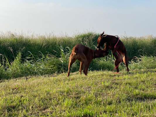 Rhodesian Ridgeback-Beitrag-Bild