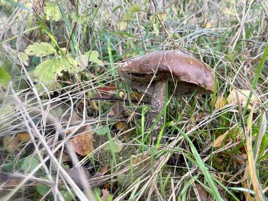 Rhodesian Ridgeback-Beitrag-Bild