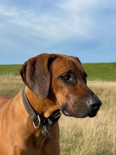 Rhodesian Ridgeback-Beitrag-Bild