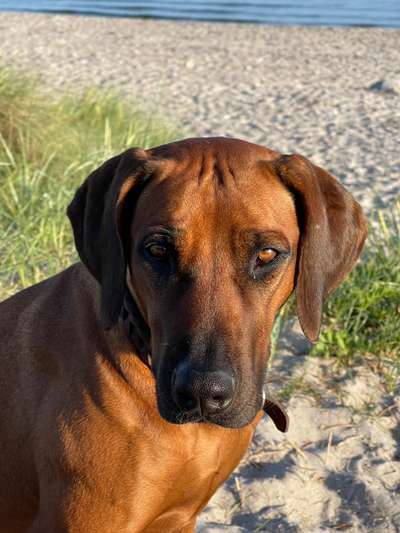 Rhodesian Ridgeback-Beitrag-Bild