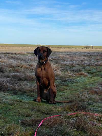 Rhodesian Ridgeback-Beitrag-Bild