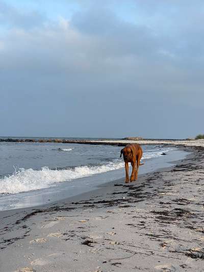 Rhodesian Ridgeback-Beitrag-Bild