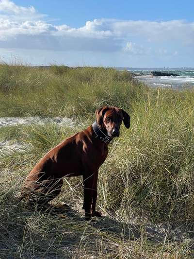 Rhodesian Ridgeback-Beitrag-Bild