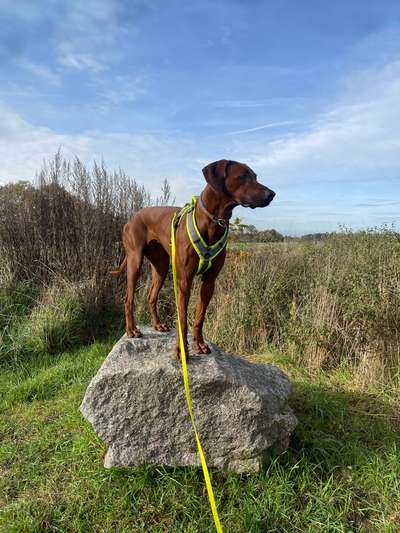 Rhodesian Ridgeback-Beitrag-Bild