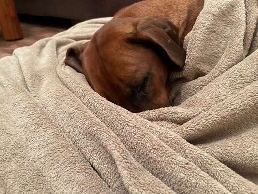 Rhodesian Ridgeback-Beitrag-Bild