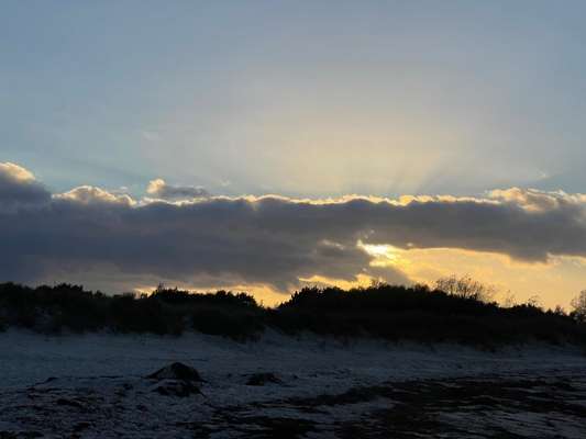 Rhodesian Ridgeback-Beitrag-Bild