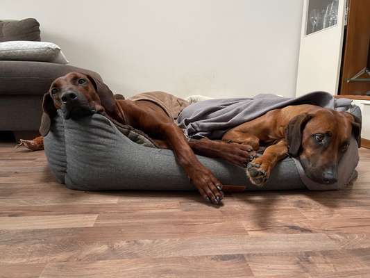 Rhodesian Ridgeback-Beitrag-Bild