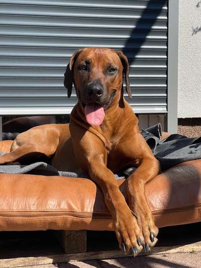 Rhodesian Ridgeback-Beitrag-Bild