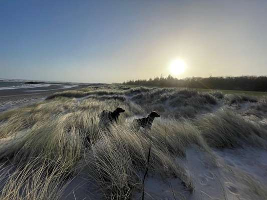 Rhodesian Ridgeback-Beitrag-Bild