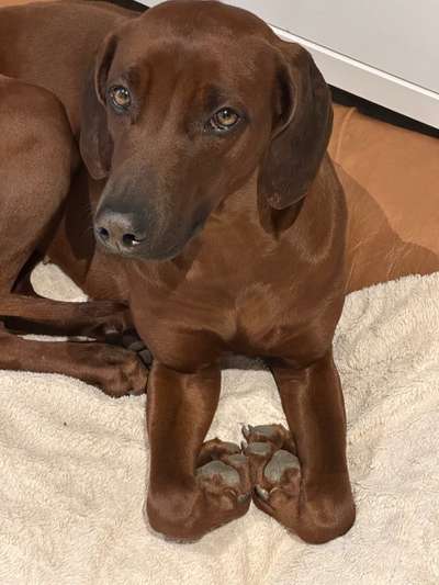 Rhodesian Ridgeback-Beitrag-Bild