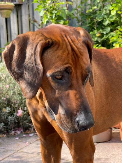 Rhodesian Ridgeback-Beitrag-Bild