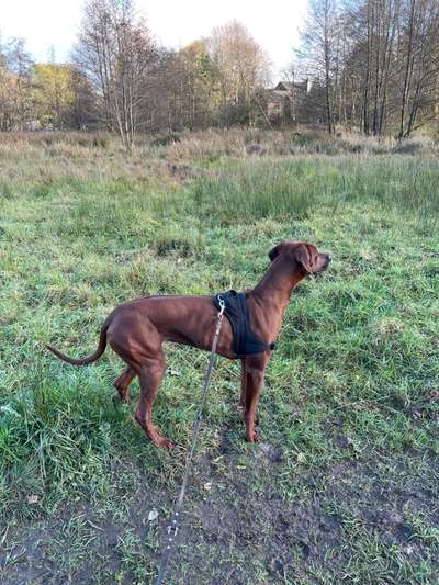 Rhodesian Ridgeback-Beitrag-Bild