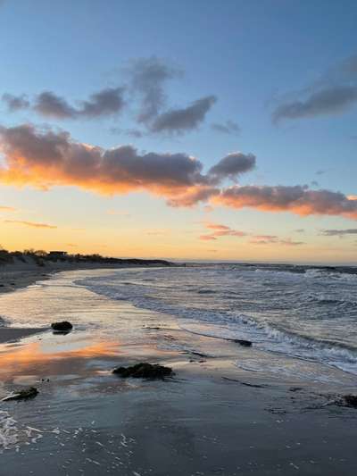 Rhodesian Ridgeback-Beitrag-Bild