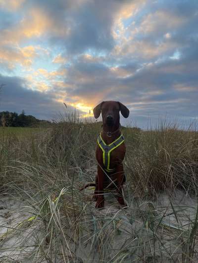 Rhodesian Ridgeback-Beitrag-Bild