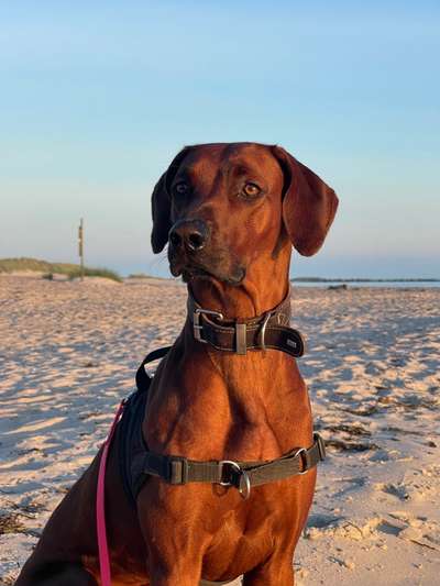 Rhodesian Ridgeback-Beitrag-Bild