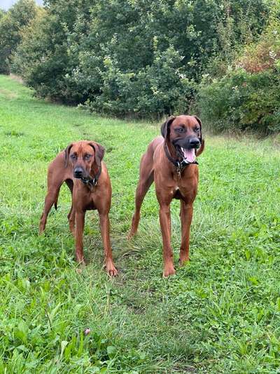 Rhodesian Ridgeback-Beitrag-Bild
