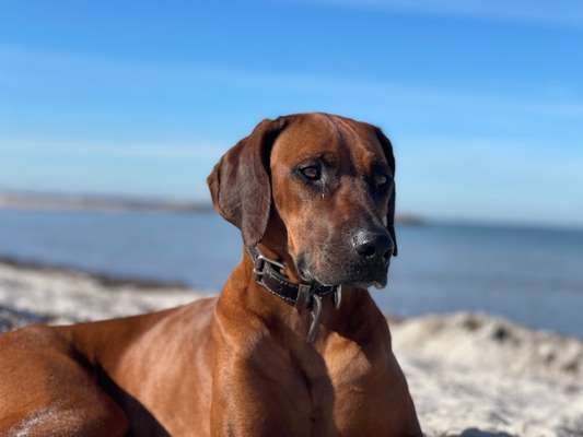 Rhodesian Ridgeback-Beitrag-Bild