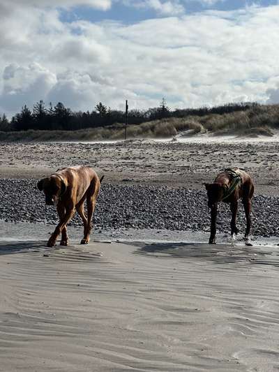 Rhodesian Ridgeback-Beitrag-Bild