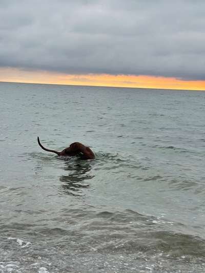 Rhodesian Ridgeback-Beitrag-Bild