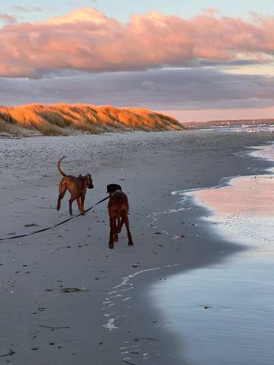 Rhodesian Ridgeback-Beitrag-Bild