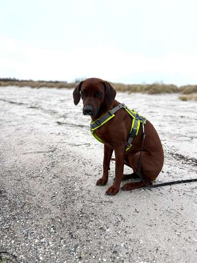 Rhodesian Ridgeback-Beitrag-Bild