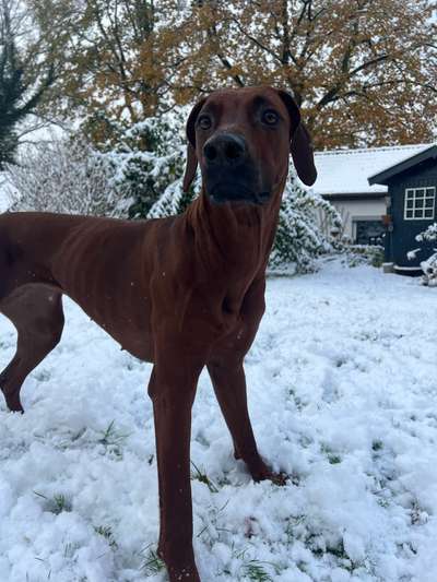 Rhodesian Ridgeback-Beitrag-Bild