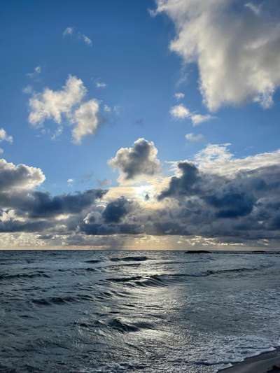 Rhodesian Ridgeback-Beitrag-Bild