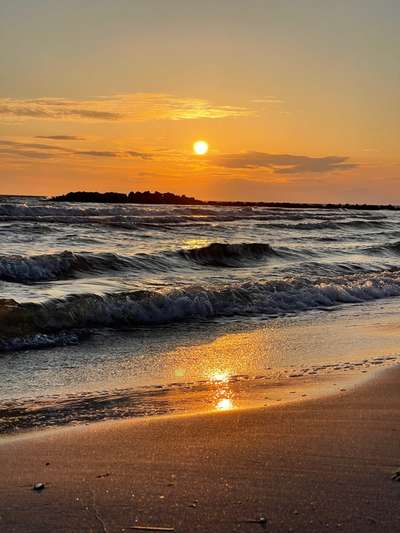 Rhodesian Ridgeback-Beitrag-Bild