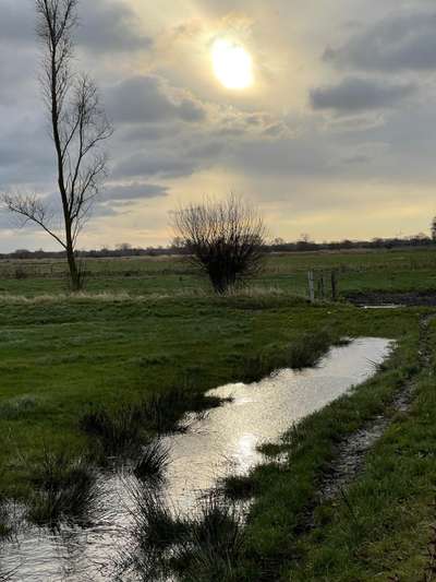 Rhodesian Ridgeback-Beitrag-Bild