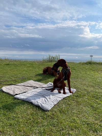 Rhodesian Ridgeback-Beitrag-Bild