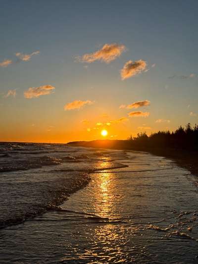 Rhodesian Ridgeback-Beitrag-Bild